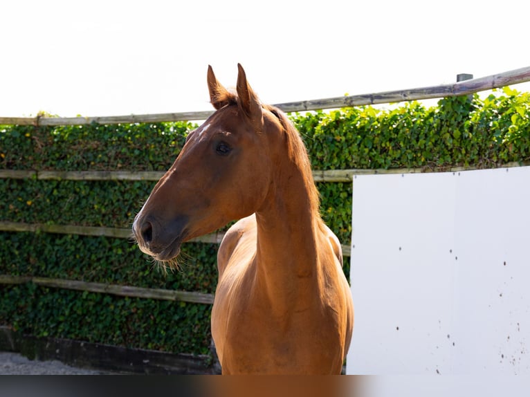 KWPN Hongre 4 Ans 167 cm Alezan in Waddinxveen