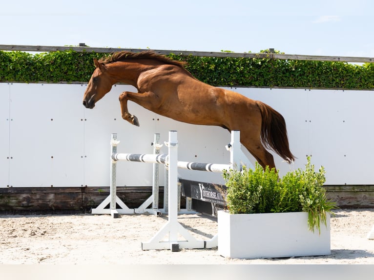KWPN Hongre 4 Ans 167 cm Alezan in Waddinxveen