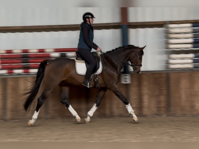 KWPN Hongre 4 Ans 167 cm Bai brun in Oud Gastel