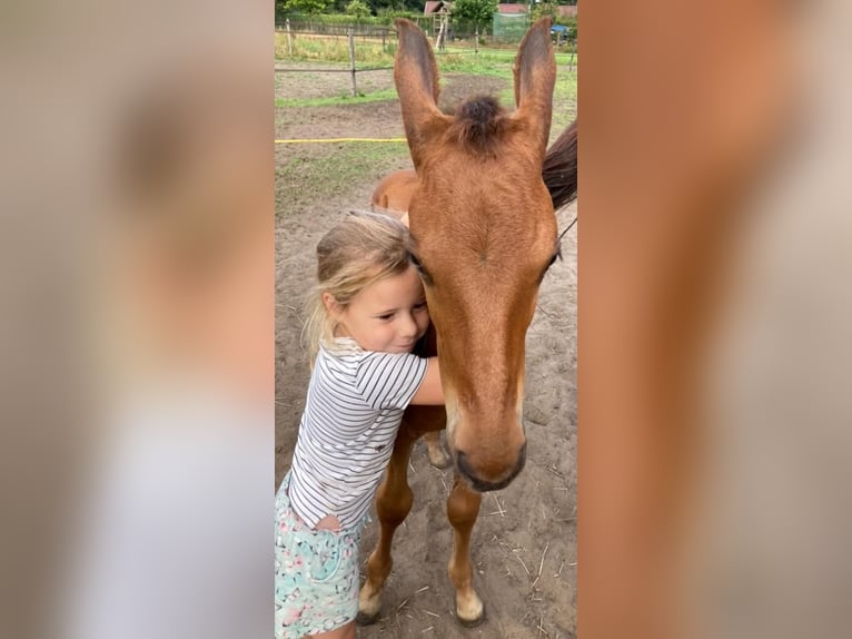 KWPN Hongre 4 Ans 167 cm Bai in Kaatsheuvel