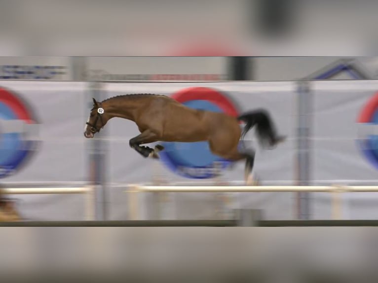 KWPN Hongre 4 Ans 167 cm Bai in Heijen