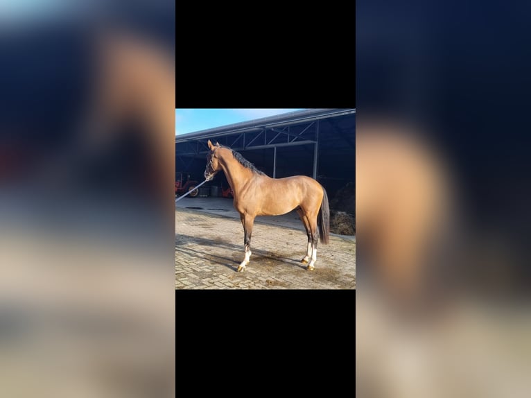 KWPN Hongre 4 Ans 167 cm Bai in Heijen