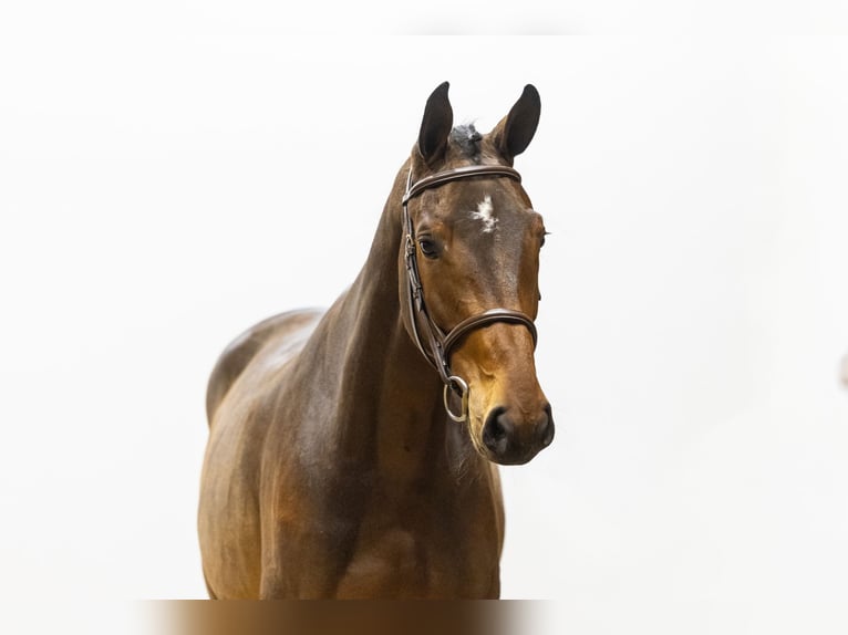 KWPN Hongre 4 Ans 167 cm Bai in Waddinxveen