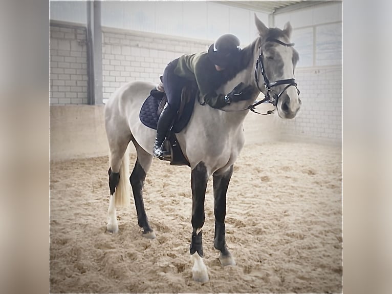 KWPN Hongre 4 Ans 167 cm Gris (bai-dun) in Villmar