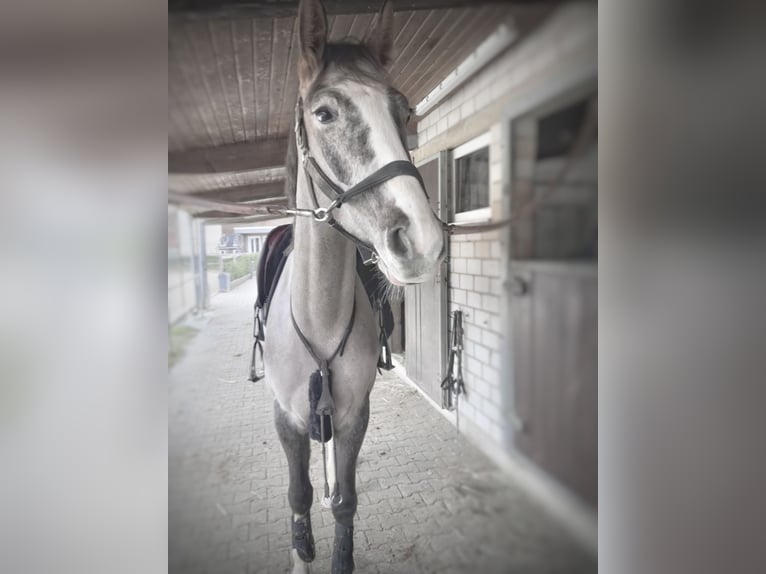 KWPN Hongre 4 Ans 167 cm Gris (bai-dun) in Villmar