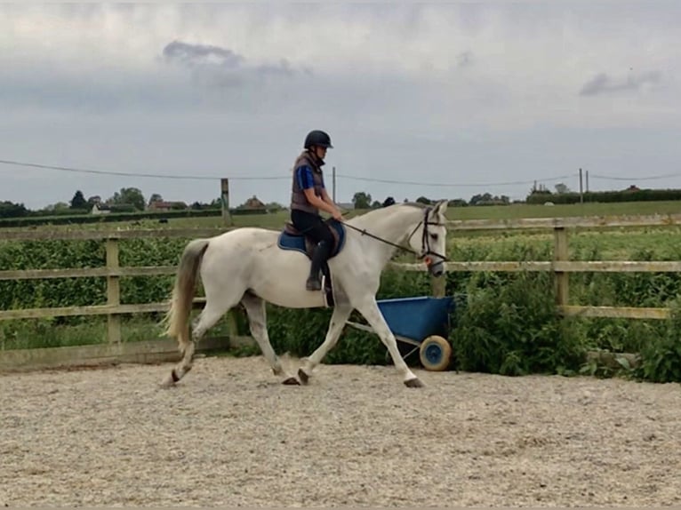 KWPN Hongre 4 Ans 167 cm Gris in Canterbury