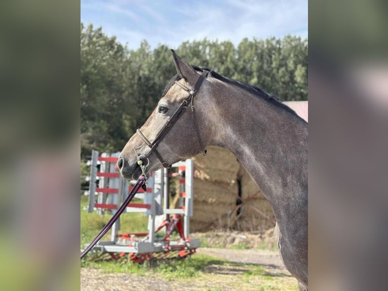 KWPN Hongre 4 Ans 167 cm Gris in Saint-Nazaire