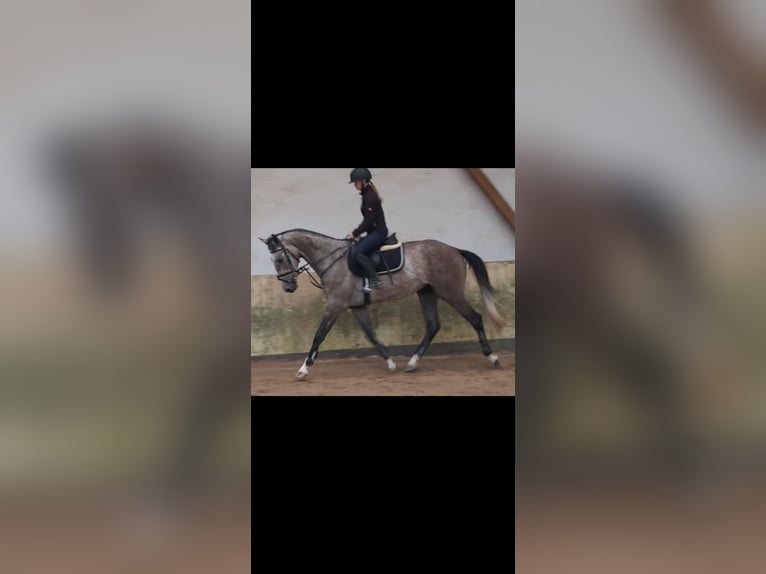 KWPN Hongre 4 Ans 167 cm Gris pommelé in Messel