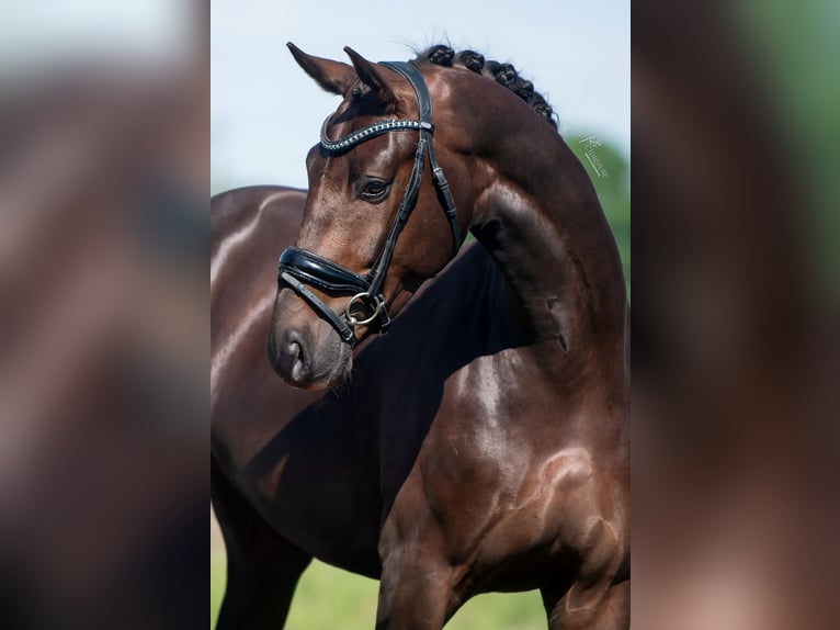 KWPN Hongre 4 Ans 168 cm Alezan brûlé in Peer