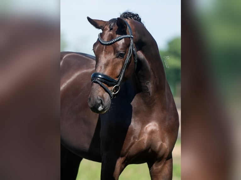 KWPN Hongre 4 Ans 168 cm Alezan brûlé in Peer