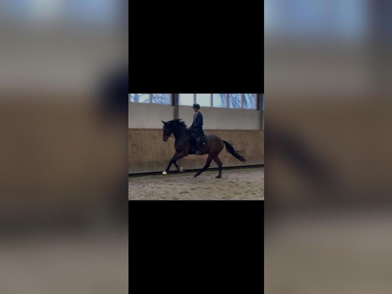 KWPN Hongre 4 Ans 168 cm Bai brun in Willich