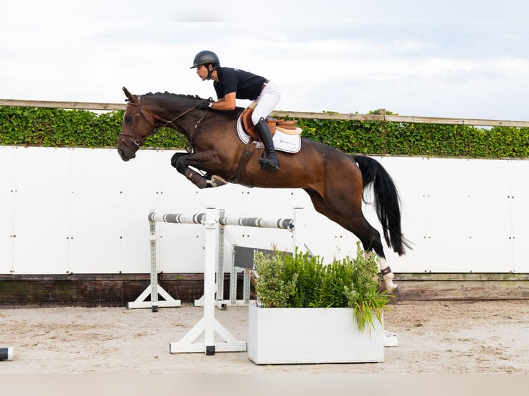 KWPN Hongre 4 Ans 168 cm Bai brun in Waddinxveen