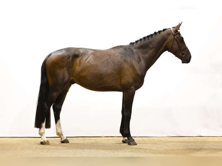KWPN Hongre 4 Ans 168 cm Bai brun in Waddinxveen