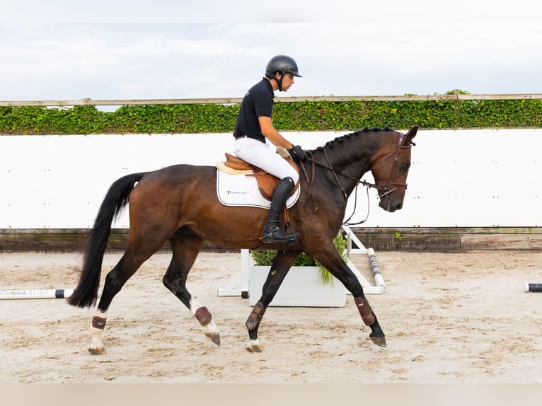 KWPN Hongre 4 Ans 168 cm Bai brun in Waddinxveen
