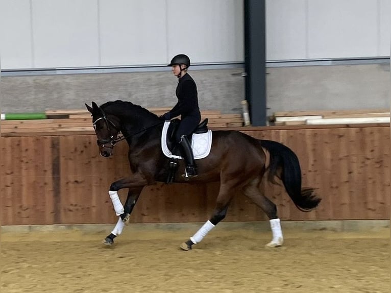 KWPN Hongre 4 Ans 168 cm Bai in Stadtlohn