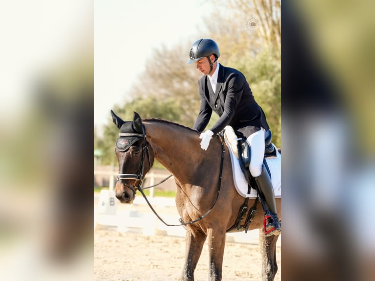 KWPN Hongre 4 Ans 168 cm Bai in Mouriès