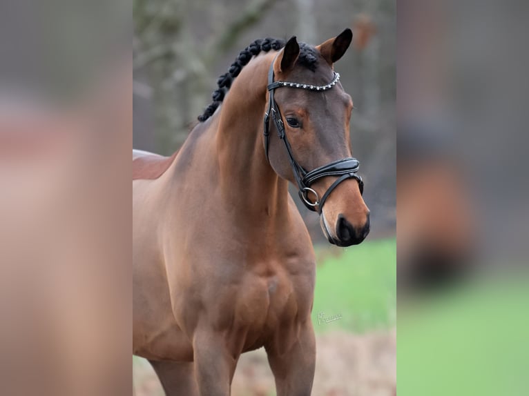 KWPN Hongre 4 Ans 168 cm Bai in Peer