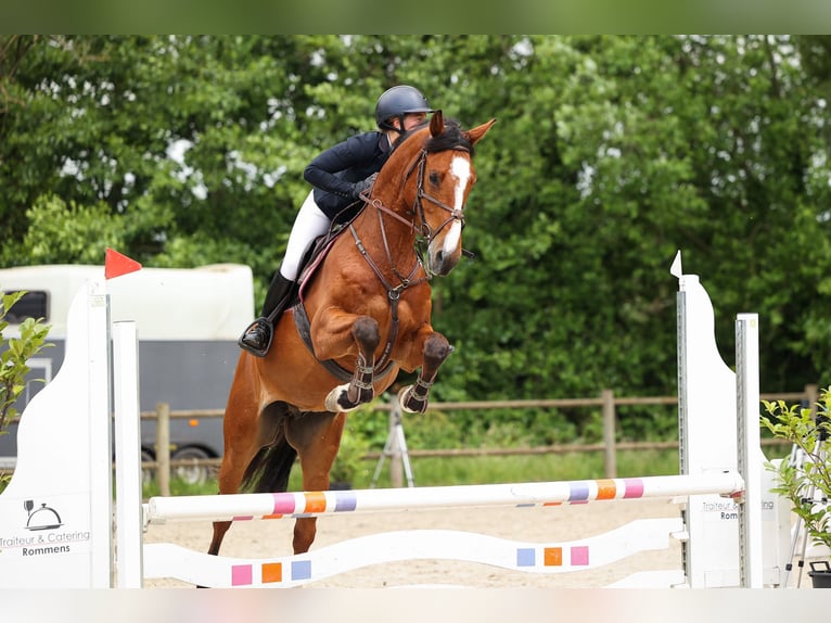 KWPN Hongre 4 Ans 168 cm Bai in Bavel AC