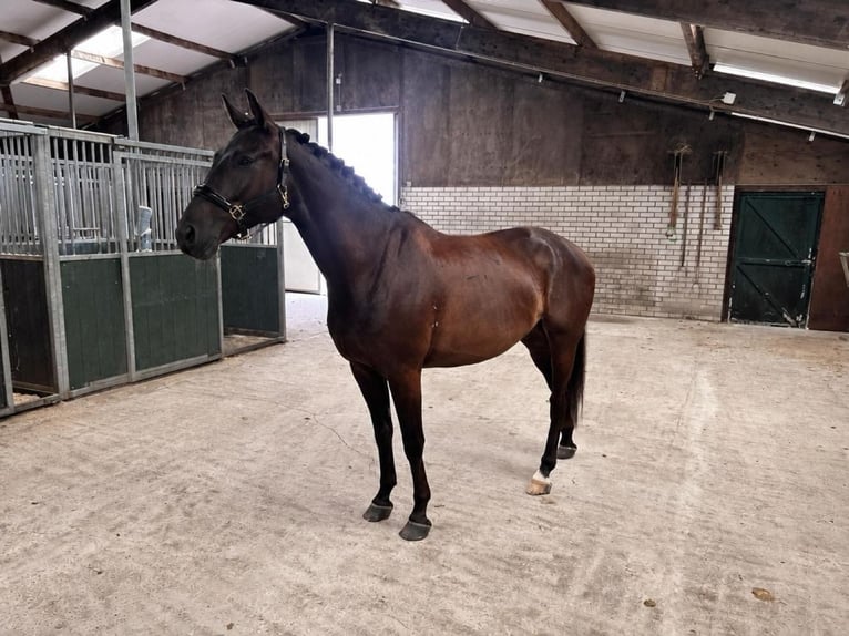 KWPN Hongre 4 Ans 168 cm Noir in Bunschoten-Spakenburg