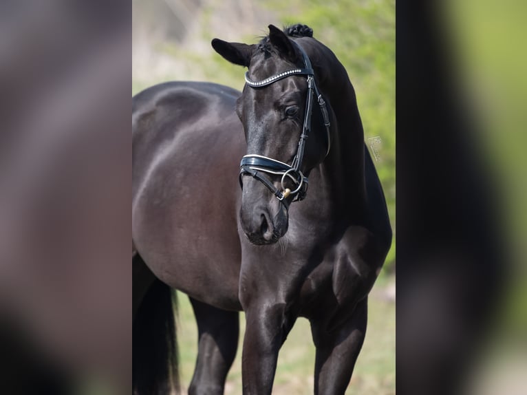 KWPN Hongre 4 Ans 168 cm Noir in Peer