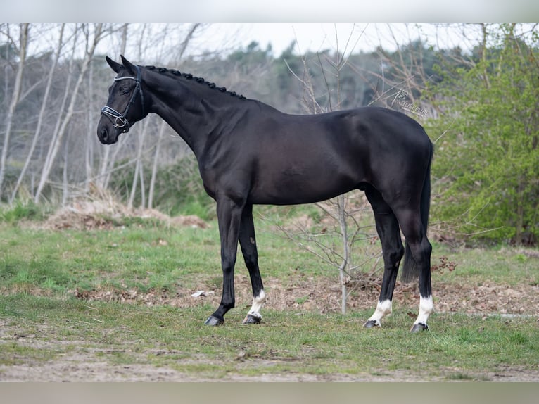 KWPN Hongre 4 Ans 168 cm Noir in Peer
