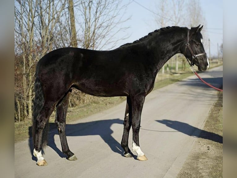 KWPN Hongre 4 Ans 168 cm Noir in Romania