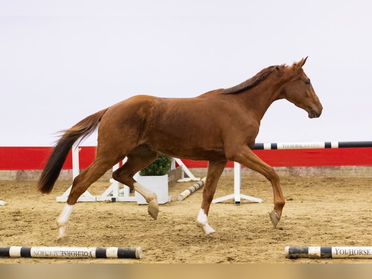 KWPN Hongre 4 Ans 169 cm Alezan in Waddinxveen