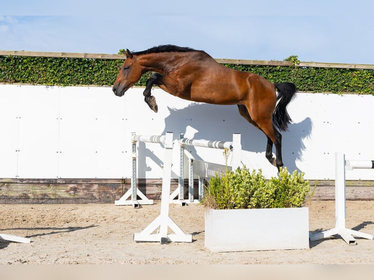 KWPN Hongre 4 Ans 169 cm Bai in Waddinxveen