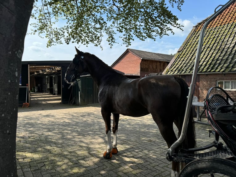 KWPN Hongre 4 Ans 170 cm Alezan in Putten