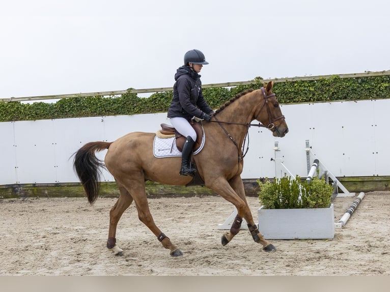 KWPN Hongre 4 Ans 170 cm Alezan in Waddinxveen