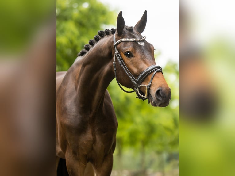 KWPN Hongre 4 Ans 170 cm Bai brun in Almere