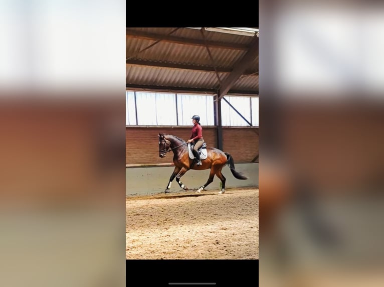 KWPN Hongre 4 Ans 170 cm Bai brun in Spaubeek