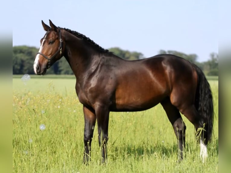 KWPN Hongre 4 Ans 170 cm Bai brun in T&#xF6;nisvorst