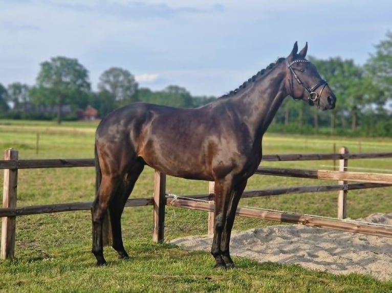 KWPN Hongre 4 Ans 170 cm Bai brun foncé in Denekamp