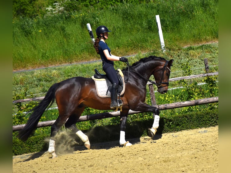 KWPN Hongre 4 Ans 170 cm Bai in Neuss