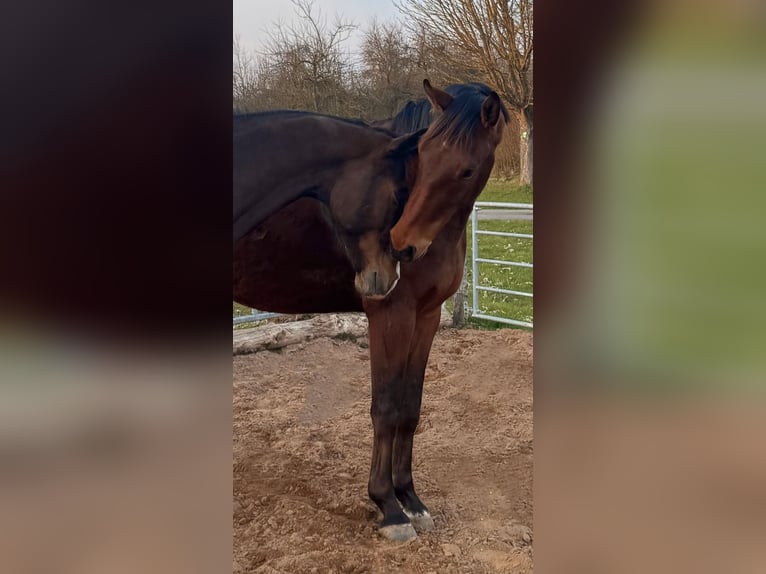 KWPN Hongre 4 Ans 170 cm Bai in Miltenberg