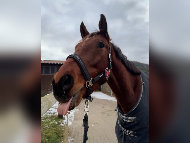 KWPN Hongre 4 Ans 170 cm Bai in Miltenberg