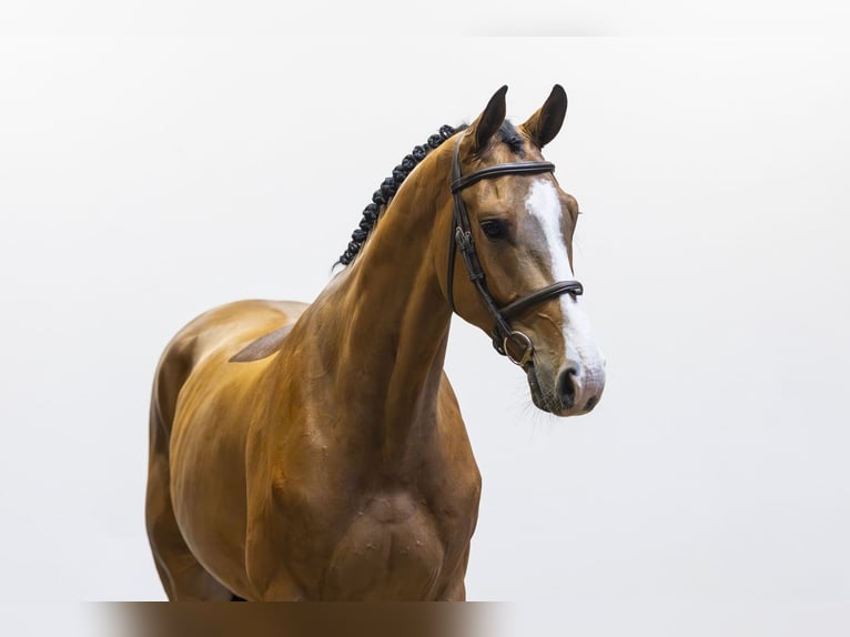 KWPN Hongre 4 Ans 170 cm Bai in Waddinxveen