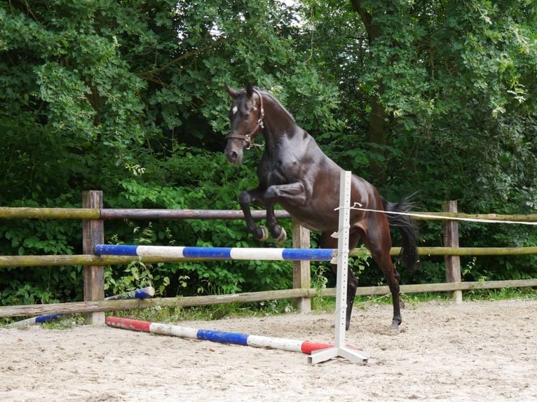 KWPN Hongre 4 Ans 170 cm in Dorsten