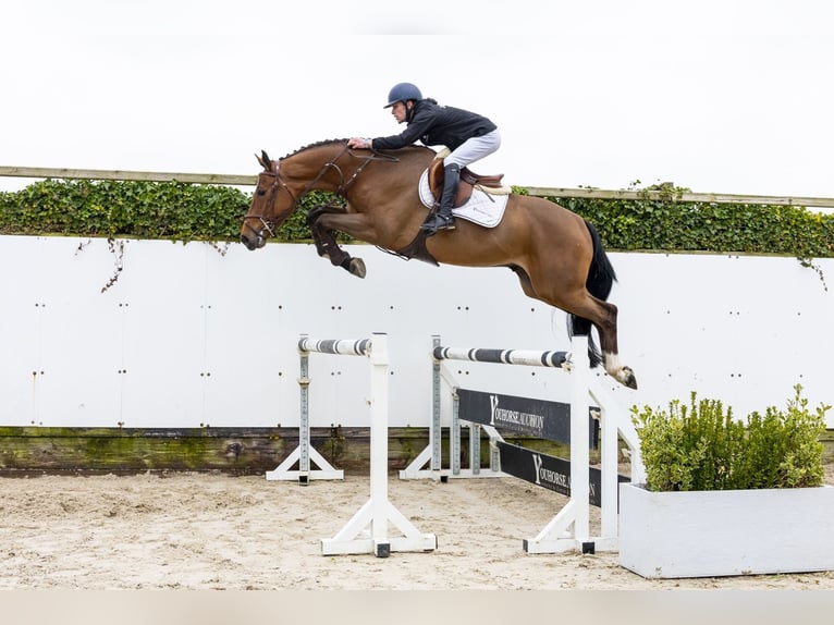 KWPN Hongre 4 Ans 170 cm  in Waddinxveen