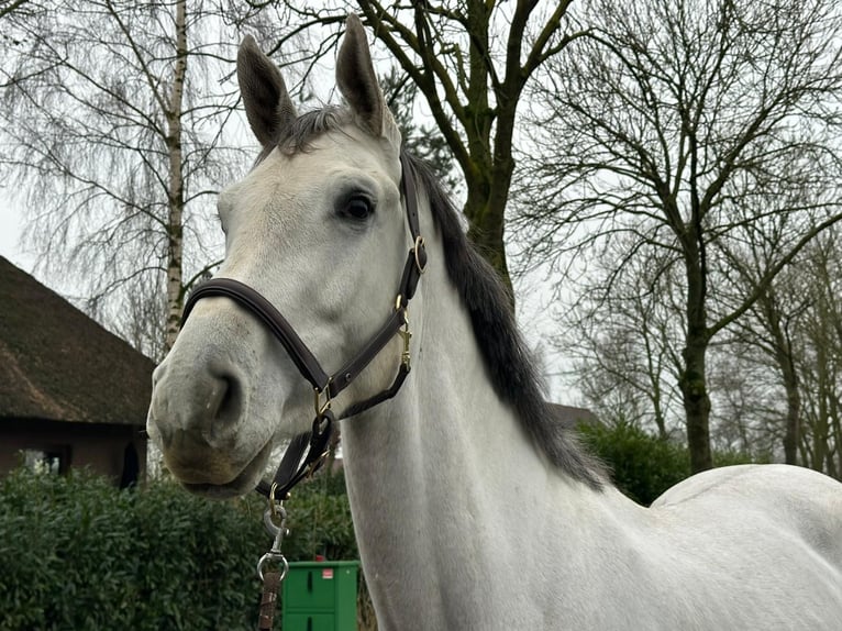 KWPN Hongre 4 Ans 170 cm Gris in Zevenbergen