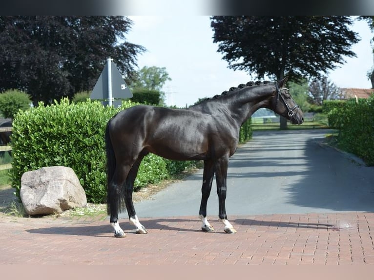 KWPN Hongre 4 Ans 170 cm Noir in Vechta