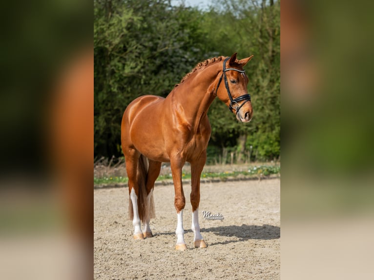KWPN Hongre 4 Ans 171 cm Alezan in Aalsmeer