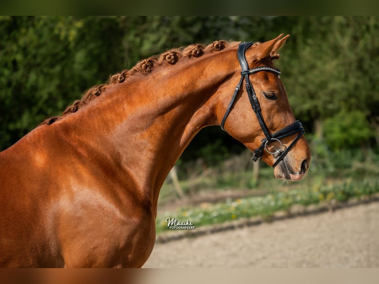 KWPN Hongre 4 Ans 171 cm Alezan in Aalsmeer