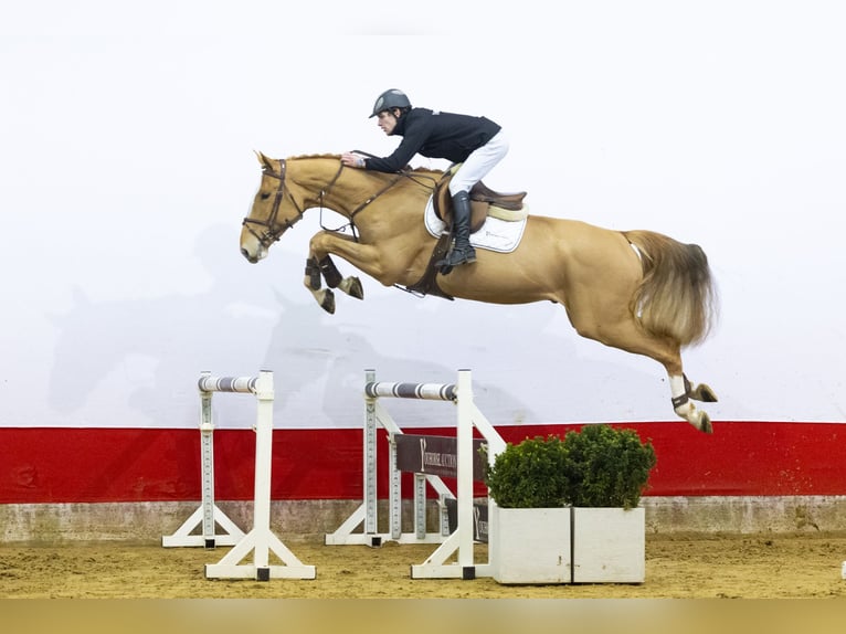 KWPN Hongre 4 Ans 171 cm  in Waddinxveen