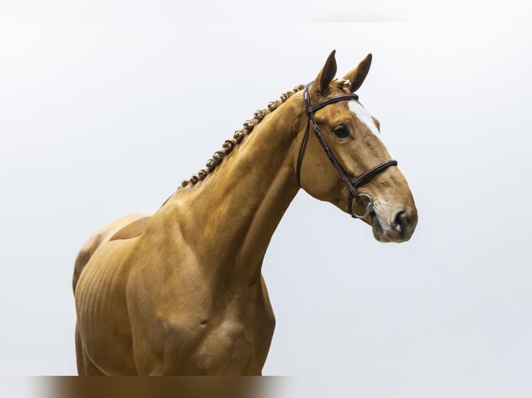 KWPN Hongre 4 Ans 171 cm  in Waddinxveen