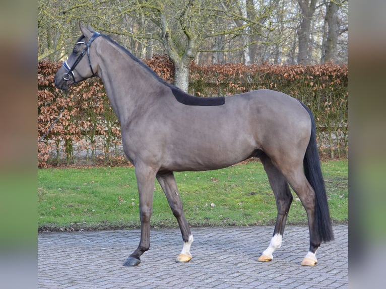KWPN Hongre 4 Ans 171 cm Noir in Diever