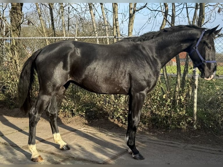 KWPN Hongre 4 Ans 171 cm Noir in Újszász