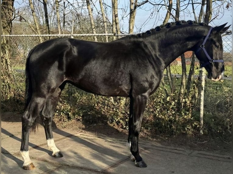 KWPN Hongre 4 Ans 171 cm Noir in Újszász