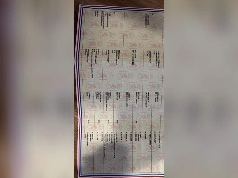 KWPN Hongre 4 Ans 172 cm Bai brun in Debrecen KWPN Hongre 4 Ans 172 cm Bai brun in Debrecen